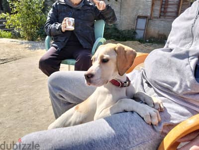 english pointer puppy