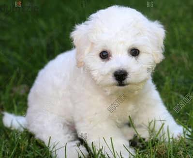 bichon maltais