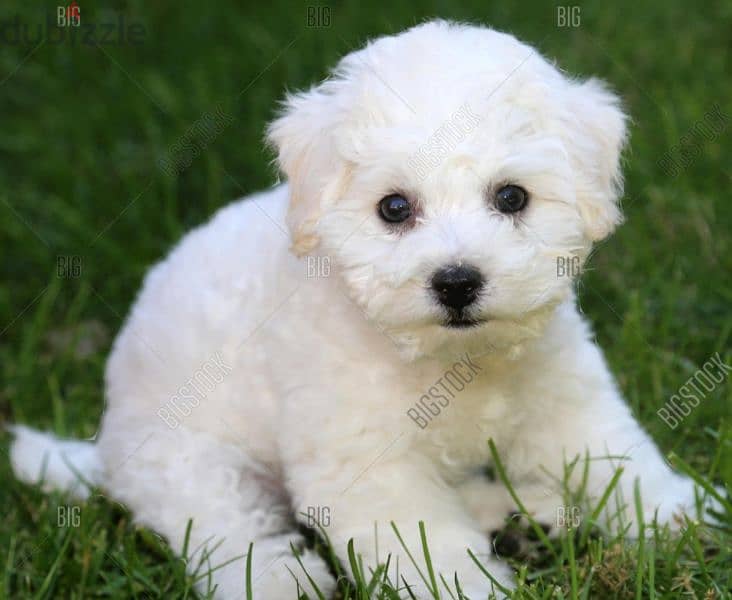 bichon maltais 0