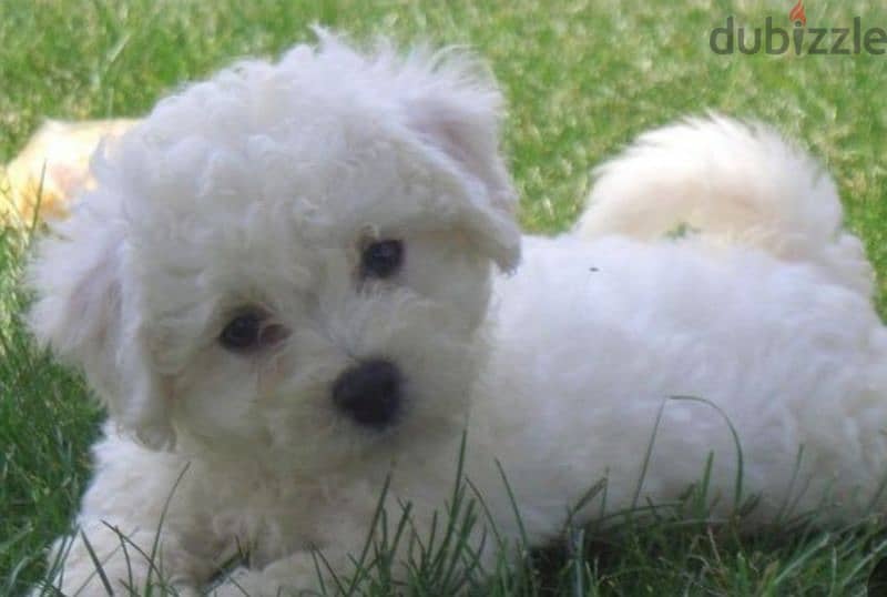 bichon maltais 1