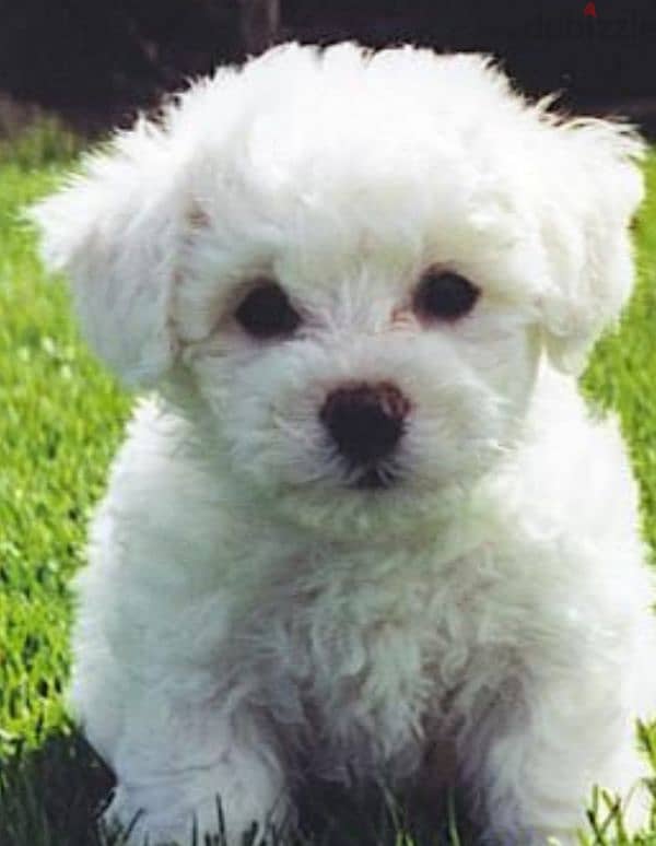 bichon maltais 2