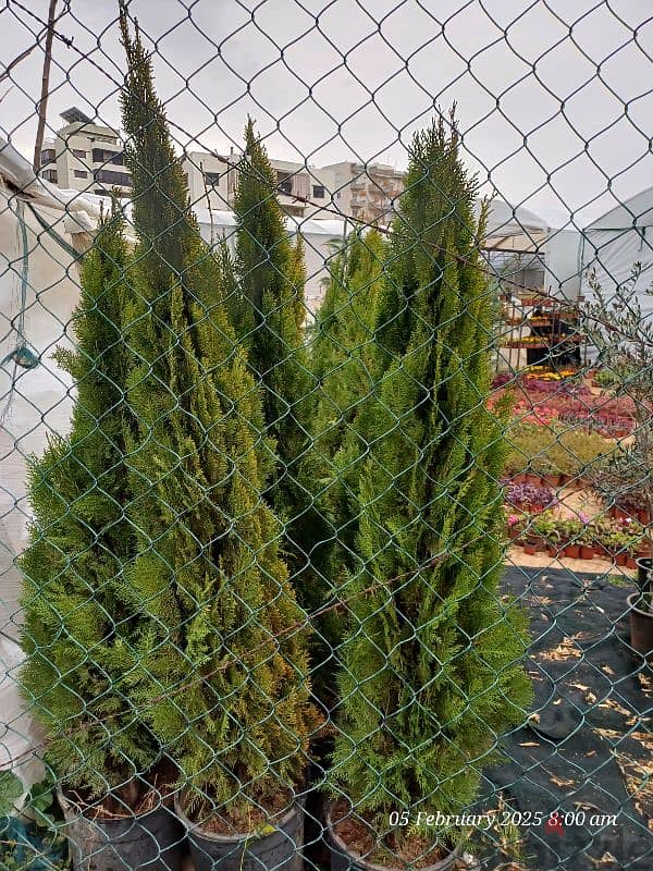 touya. leylandii gold crest . zaytoun 1