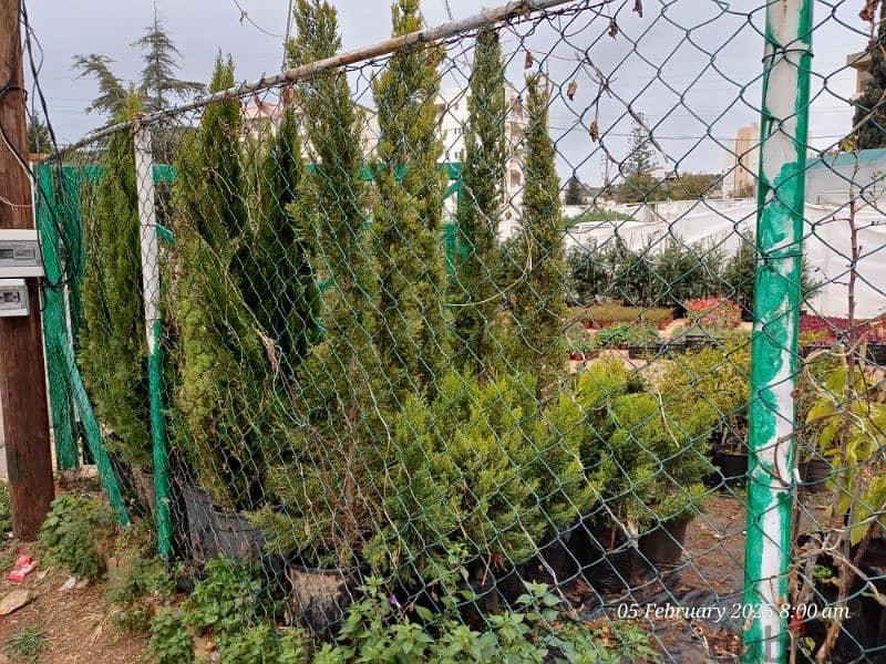 touya. leylandii gold crest . zaytoun 3