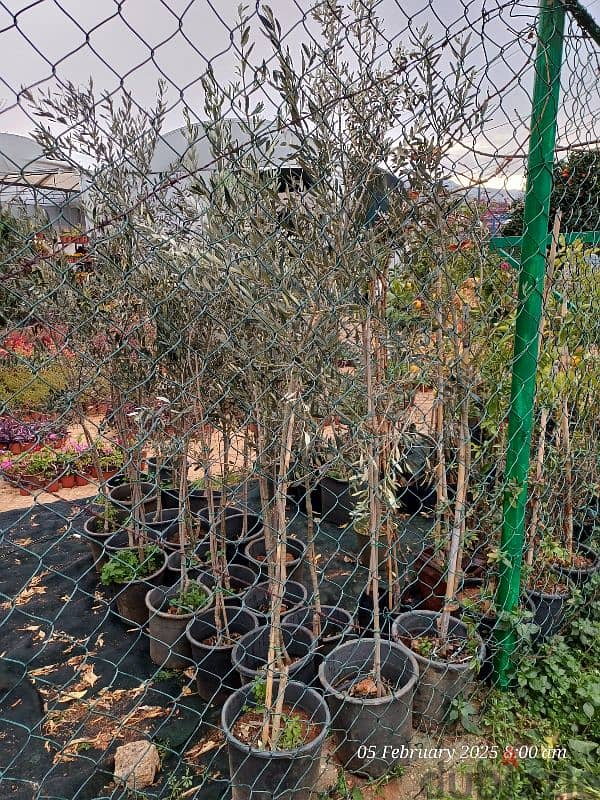 touya. leylandii gold crest . zaytoun 8