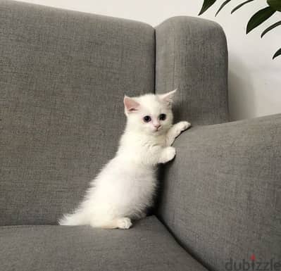 blue eyes British Shorthair white Kitten