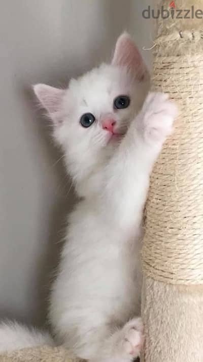 white British Shorthair Kitten - Delivery