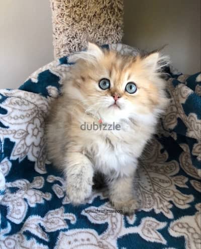 Golden Chinchilla Kitten imported