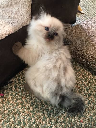 himalayan kitten