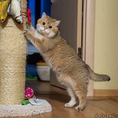 British shorthair Golden Chinchilla Imported Delivery