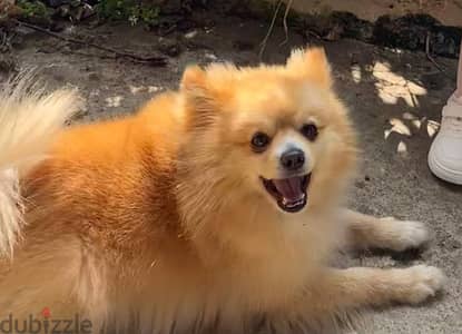 Male pomeranian for sale