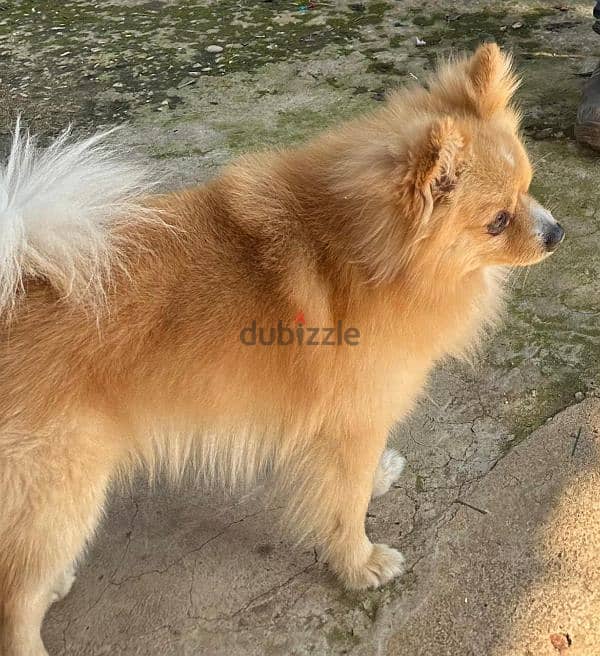 Male pomeranian for sale 1