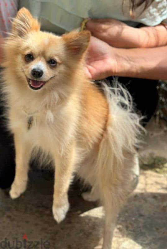 Male pomeranian for sale 2