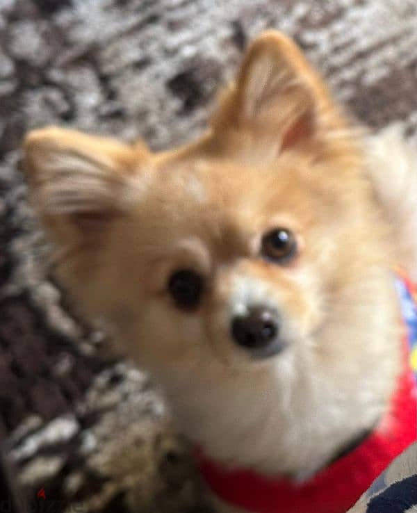 Male pomeranian for sale 3