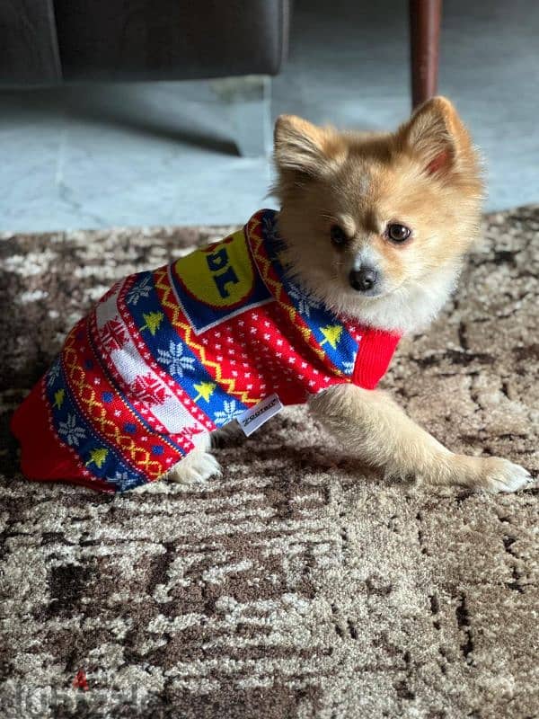 Male pomeranian for sale 5