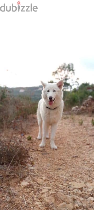 pure  white husky