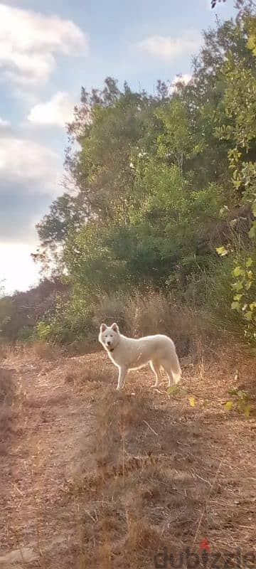 pure  white husky 1