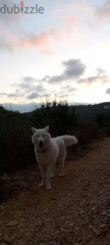 pure  white husky 2