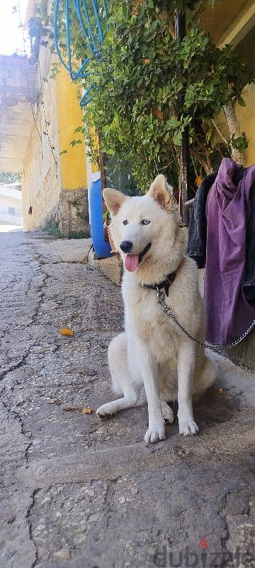 pure  white husky 3