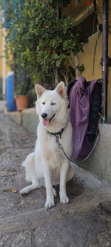 pure  white husky 4