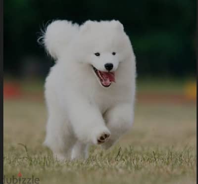 samoyed puppy for sale