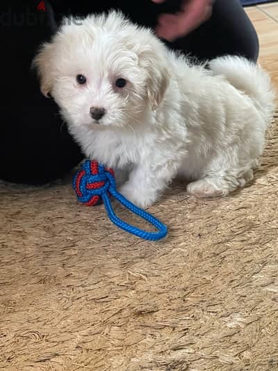 baby bichon