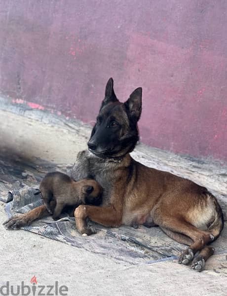 Malinois Male 3