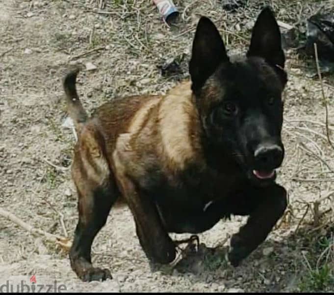 Malinois Male 5