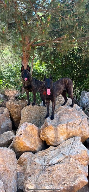 deutsche malinois 9