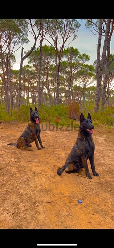 deutsche malinois 11