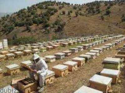 نحال لبناني. مربي نحل . beekeeper