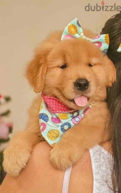 Cutest Golden Retriever puppy available!!! Dog كلب Delivery