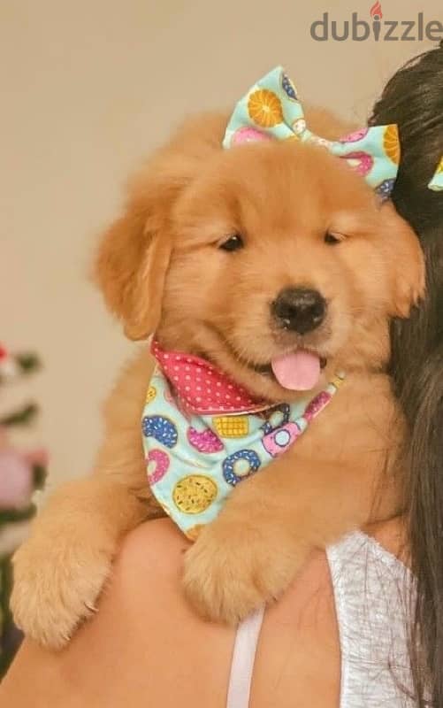 Cutest Golden Retriever puppy available!!! Dog كلب Delivery 0