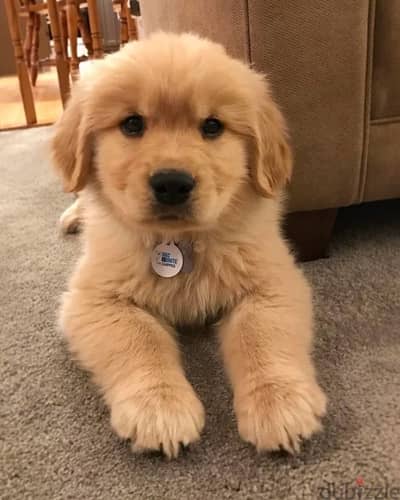 Cutest Golden Retriever puppy available!!! Dog كلب Delivery