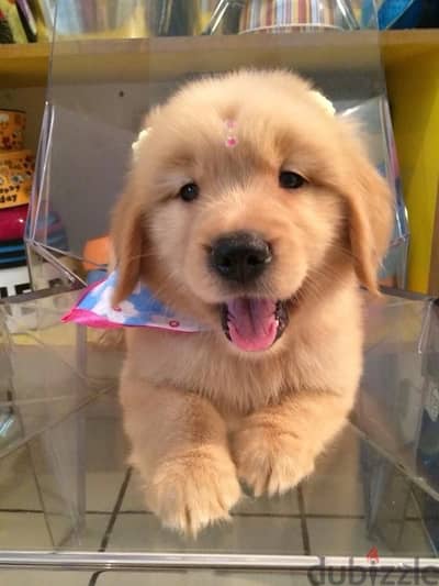 Adorable Golden Retriever puppy available!!! Dog كلب Delivery