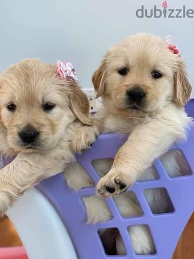 High quality Golden Retriever puppy available!!! Dog كلب Delivery