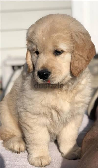 High quality Golden Retriever puppy available!!! Dog كلب Delivery