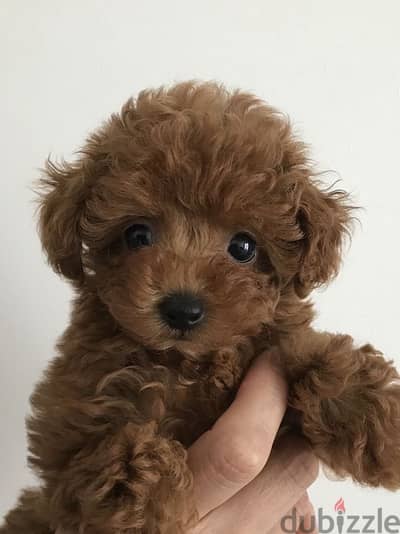 toy poodle imported brown