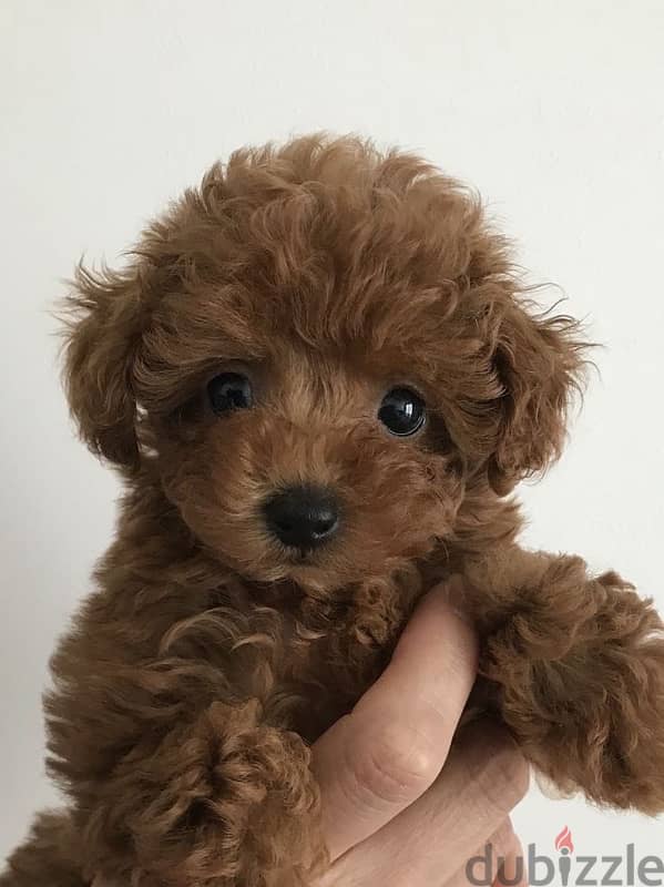 toy poodle imported brown 0