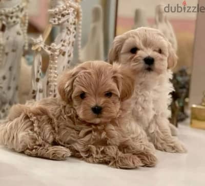 Maltipoo Imported SMALL size