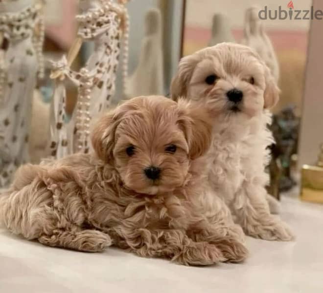 Maltipoo Imported SMALL size 0