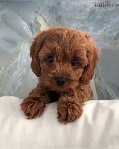 Cavapoo Imported