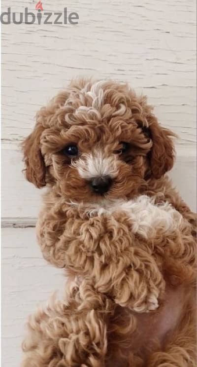 mini goldendoodle imported