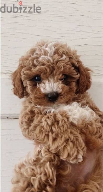 mini goldendoodle imported 0