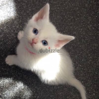 British White Blue eyes kitten delivery