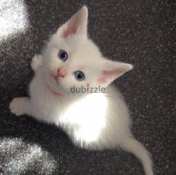 British White Blue eyes kitten delivery 0