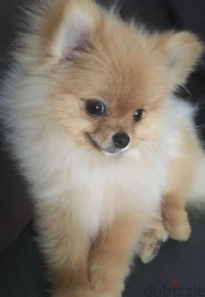 Pomerania female puppy