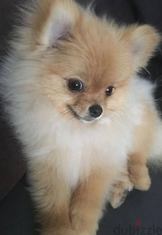 Pomerania female puppy 0