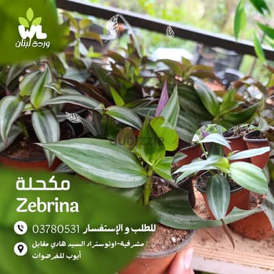 مكحلة | Zebrina