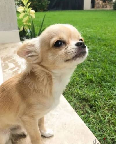 chihuahua/كلاب