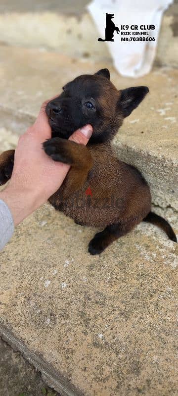 Malinois & male bully forr sale